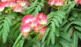 Albizia julibrissin | Mimosa Tree | 5_Seeds