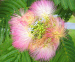 Albizia julibrissin | Mimosa Tree | 5_Seeds