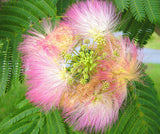 Albizia julibrissin | Mimosa Tree | 5_Seeds