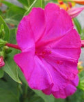 Mirabilis jalapa Pink | 20_Seeds