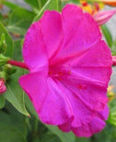 Mirabilis jalapa Pink | 20_Seeds