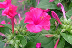 Mirabilis jalapa Pink | 20_Seeds