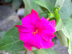 Mirabilis jalapa Pink | 20_Seeds