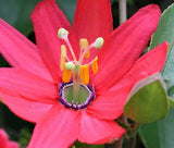 Passiflora mixta | Curuba de Indio &  Monte | Palta | 5_Seeds