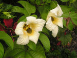 Momordica cochinchinensis | Gac Fruit | Chinese Spiny Bitter Cucumber | 5_Seeds