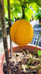 Momordica cochinchinensis | Gac Fruit | Chinese Spiny Bitter Cucumber | 5_Seeds