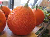 Momordica cochinchinensis | Gac Fruit | Chinese Spiny Bitter Cucumber | 5_Seeds
