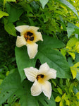 Momordica cochinchinensis | Gac Fruit | Chinese Spiny Bitter Cucumber | 5_Seeds