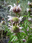 Monarda pectinata | Pony Beebalm | Plains Lemon | Miners Lettuce | 100_Seed
