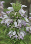 Monarda pectinata | Pony Beebalm | Plains Lemon | Miners Lettuce | 100_Seed