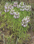 Monarda pectinata | Pony Beebalm | Plains Lemon | Miners Lettuce | 100_Seed