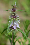 Monarda pectinata | Pony Beebalm | Plains Lemon | Miners Lettuce | 100_Seed