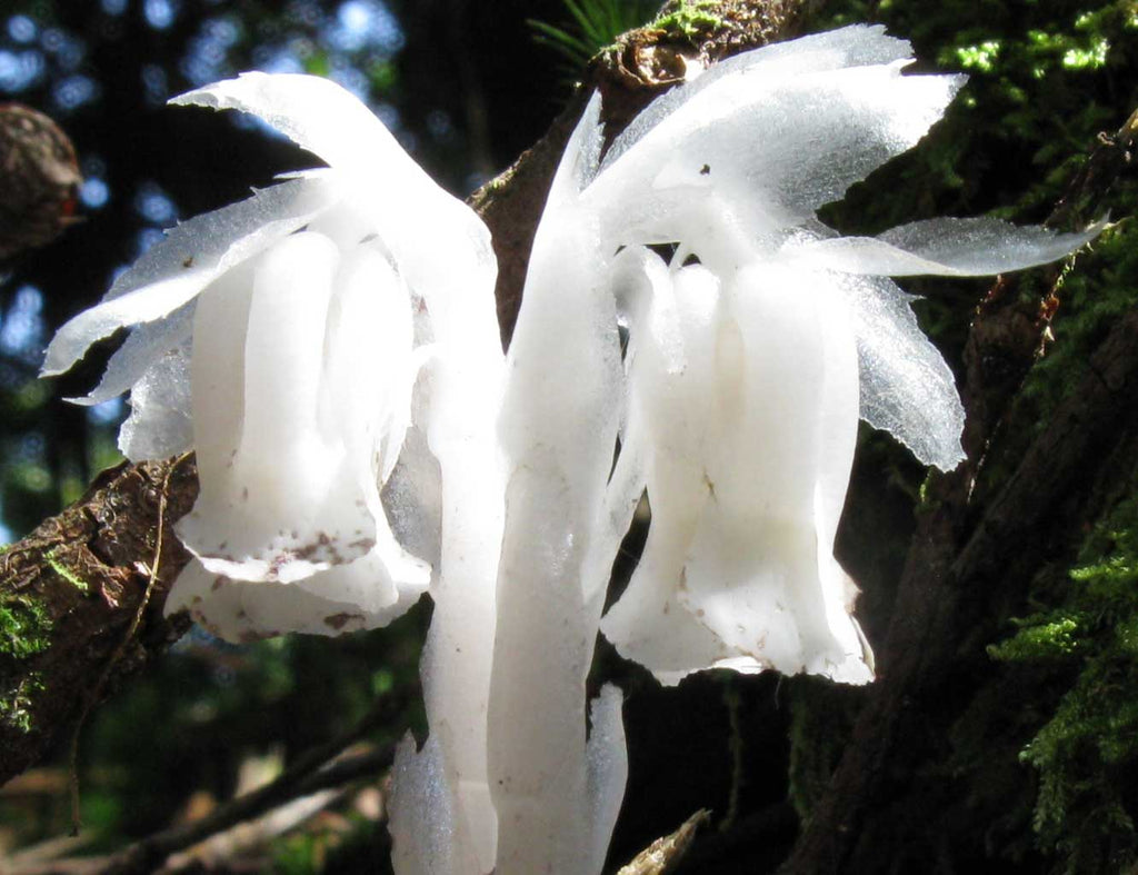 ghost pipe plant seeds Monotropa uniflora | Ghost Plant | Indian Pipe | Corpse-plant