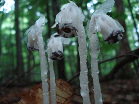 indian pipe plant seeds for sale Monotropa uniflora | Ghost Plant | Indian Pipe | Corpse-plant