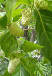 Morinda citrifolia | Beach & Indian Mulberry | Cheese Fruit | Noni | 20_Seeds
