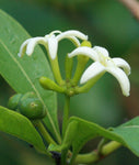 Morinda coreia | Indian Mulberry Tree | 10_Seeds