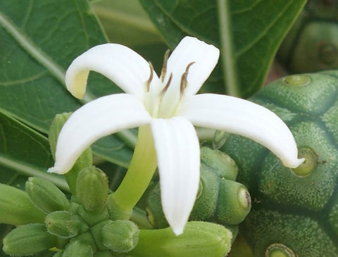 Morinda coreia | Indian Mulberry Tree | 10_Seeds