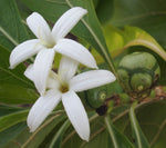 Morinda coreia | Indian Mulberry Tree | 10_Seeds