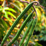 Moringa oleifera Perennial Karnataka | 5_Seeds