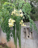 Moringa oleifera Perennial Karnataka | 5_Seeds