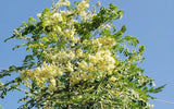 Moringa oleifera Perennial Karnataka | 5_Seeds