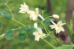 Moringa oleifera PKM1 | Drumstick & Horseradish & Benzoil Tree | 5_Seeds