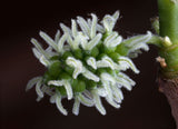 Morus nigra | Black Mulberry | Toot Tree | 10_seeds