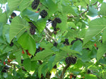 Morus nigra | Black Mulberry | Toot Tree | 10_seeds