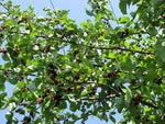 Morus nigra | Black Mulberry | Toot Tree | 10_seeds