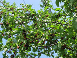 Morus nigra | Black Mulberry | Toot Tree | 10_seeds