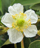Muntingia calabura | Calabura| Panama Berry |Capulin| Jamaican Cherry | 1000_Seeds