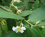 Muntingia calabura | Calabura| Panama Berry |Capulin| Jamaican Cherry | 1000_Seeds