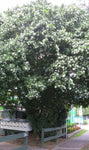 Murraya paniculata Tall Variety | Mock Orange Jasmine | Satinwood | 10_Seeds