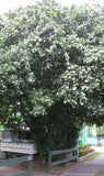 Murraya paniculata Tall Variety | Mock Orange Jasmine | Satinwood | 10_Seeds