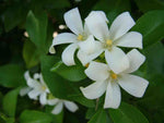 Murraya paniculata Tall Variety | Mock Orange Jasmine | Satinwood | 10_Seeds