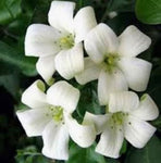 Murraya paniculata Tall Variety | Mock Orange Jasmine | Satinwood | 10_Seeds
