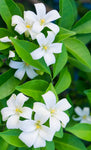 Murraya paniculata Tall Variety | Mock Orange Jasmine | Satinwood | 10_Seeds