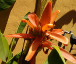 Musa aurantiaca | 20_Seeds