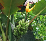 Musa aurantiaca | 20_Seeds
