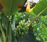 Musa aurantiaca | 20_Seeds