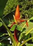 Musa aurantiaca | 20_Seeds