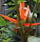 Musa aurantiaca | 20_Seeds