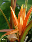 Musa aurantiaca | 20_Seeds
