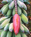 Musa nagensium hongii | 5_Seeds