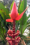 Musa nagensium hongii | 5_Seeds
