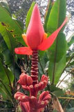 Musa nagensium hongii | 5_Seeds