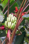 Musa nagensium hongii | 5_Seeds