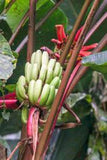 Musa nagensium hongii | 5_Seeds