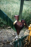 Musa ochracea | 20_Seeds