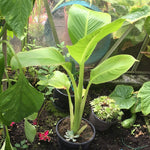 Musa sikkimensis | Darjeeling & Hookers Hardy Banana | 5_Seeds
